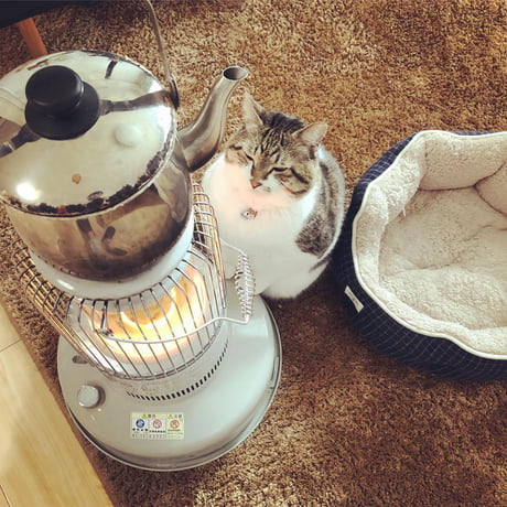cat and heater