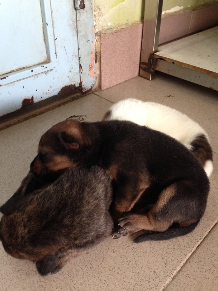Our new puppers!!!!