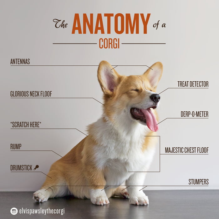 V good boy demonstrates corgnatomy