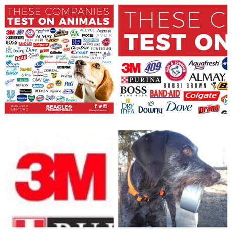 3m Tests On Animals 9gag