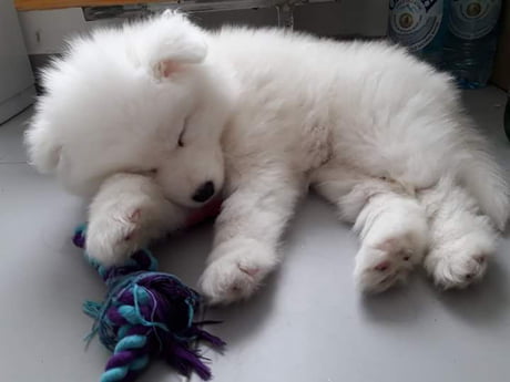 samoyed sleeping in bed