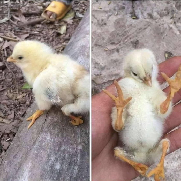 Baby chick has polymelia, born with four legs - 9GAG