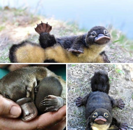 Baby Platypus Called Puggle