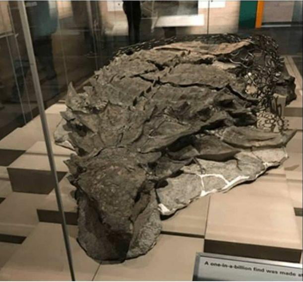 110 million year old nodasaur fossil with even some skin intact. it was