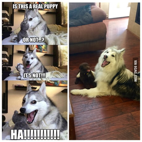 9gag Pun Husky