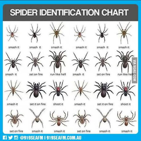 The Spider Identification Chart. - 9Gag