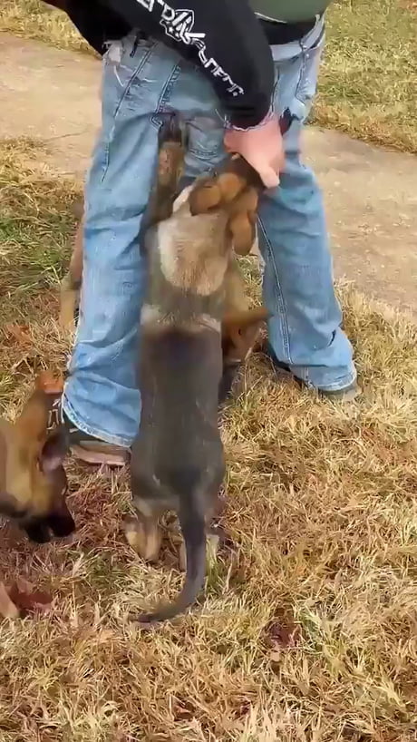 German Shepherds if they were constantly coked up