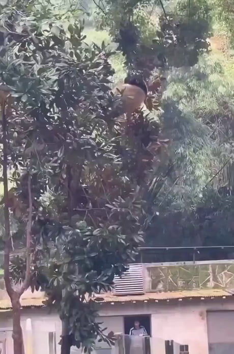 Just how does this species survive in the wild