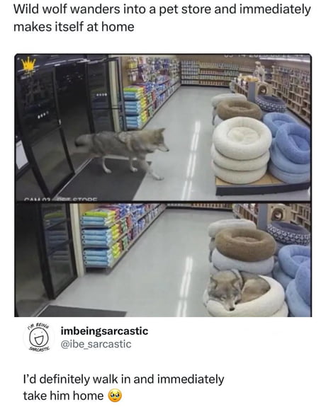 Best Funny wild wolf Memes - 9GAG