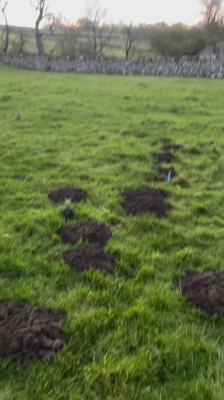 How to catch a mole with your bare hands.