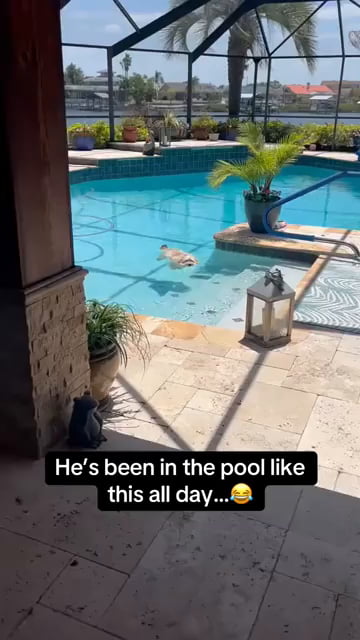 Dog days of summer