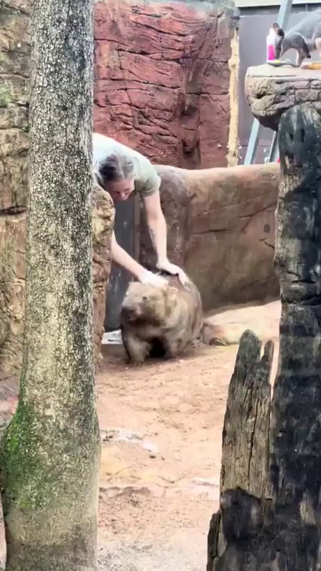 Absolute unit