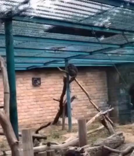 Monkeying around