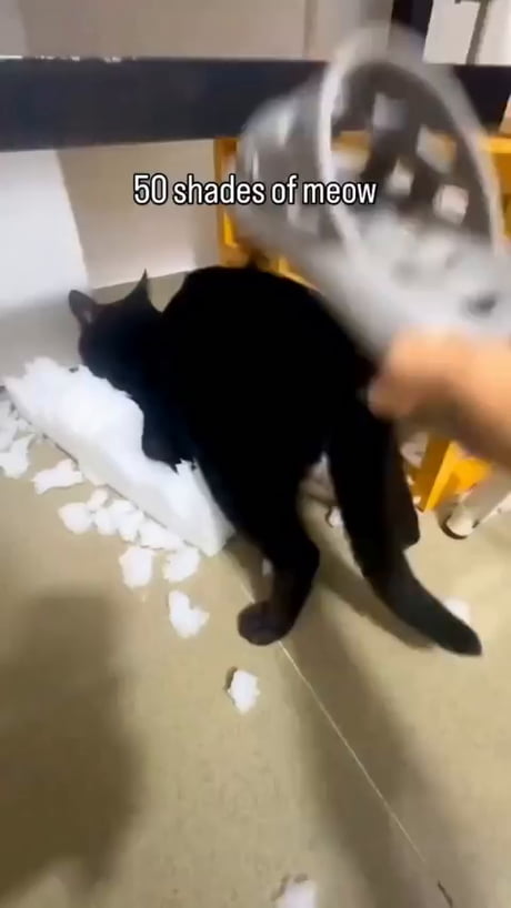 50 shades of meow