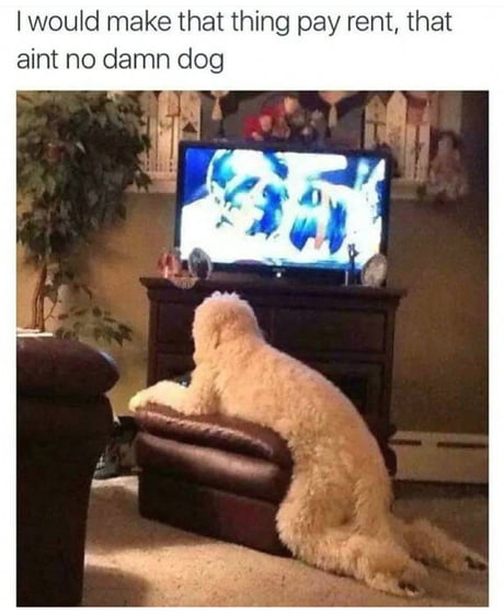 That ain't no damn dog