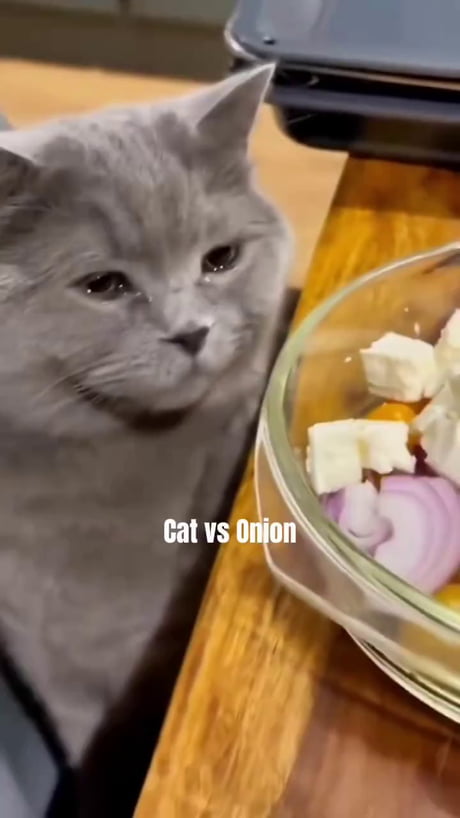 Cats and onions compilation