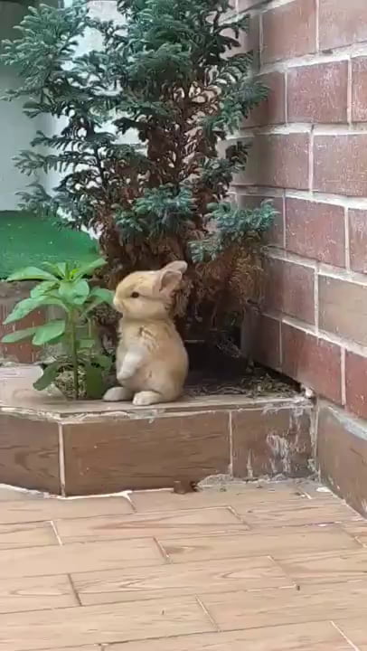 Take a rest from bad news and politics. Watch this little bunny munching leaves instead.