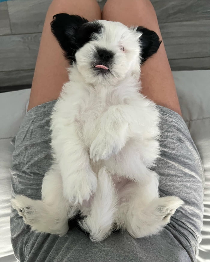 so-my-gf-and-i-just-bought-a-puppy-9gag