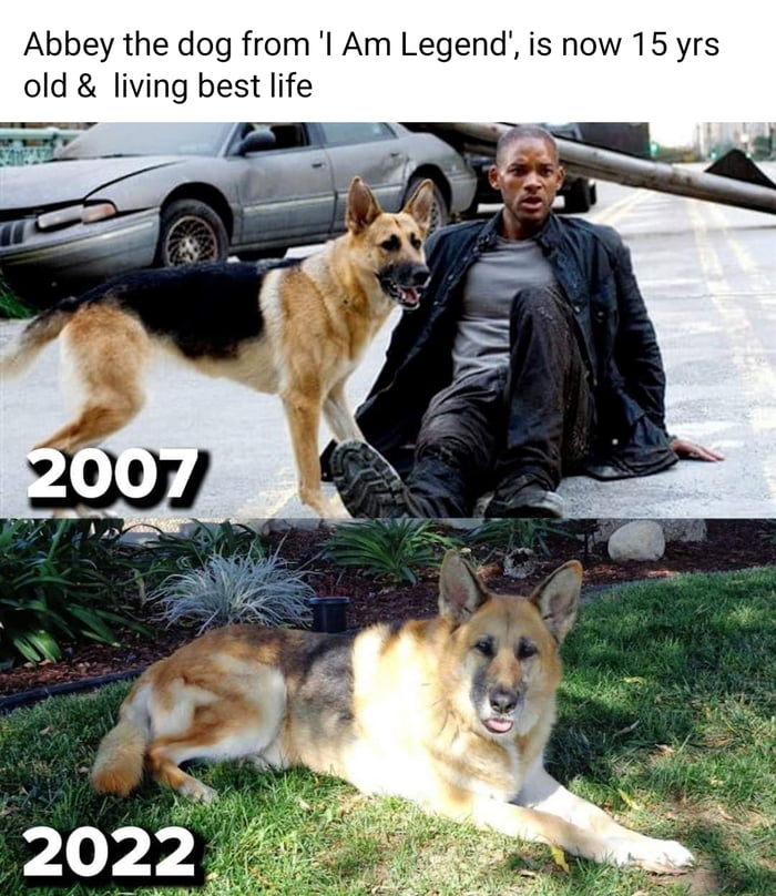 Happy International Dog Day 9GAG