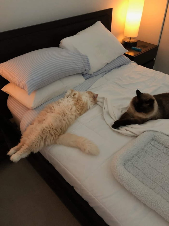 Fun fact cats will take all the bed 9GAG