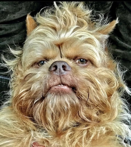 Brussels best sale griffon funny