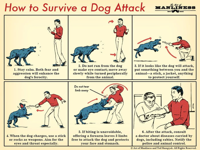 helpful-guide-to-survive-a-dog-attack-9gag