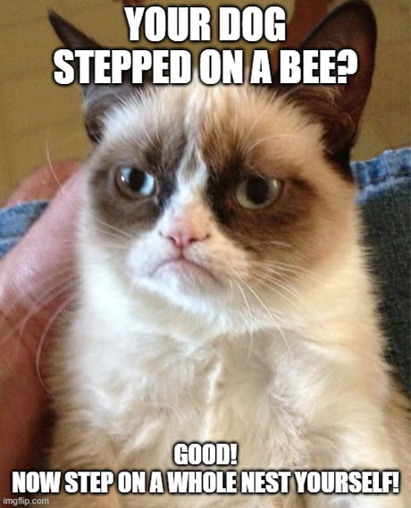 My dog stepped on a bee! - 9GAG