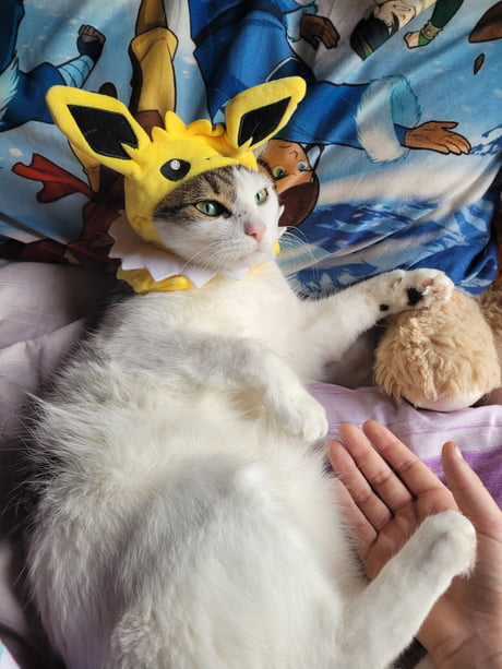 Cat with jolteon hat - 9GAG