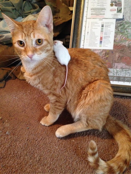 I Bought A Mouse At Petco And My Cat Became Best Friends With It 9gag I Bought A Mouse At Petco And My Cat Became Best Friends With It 9gag