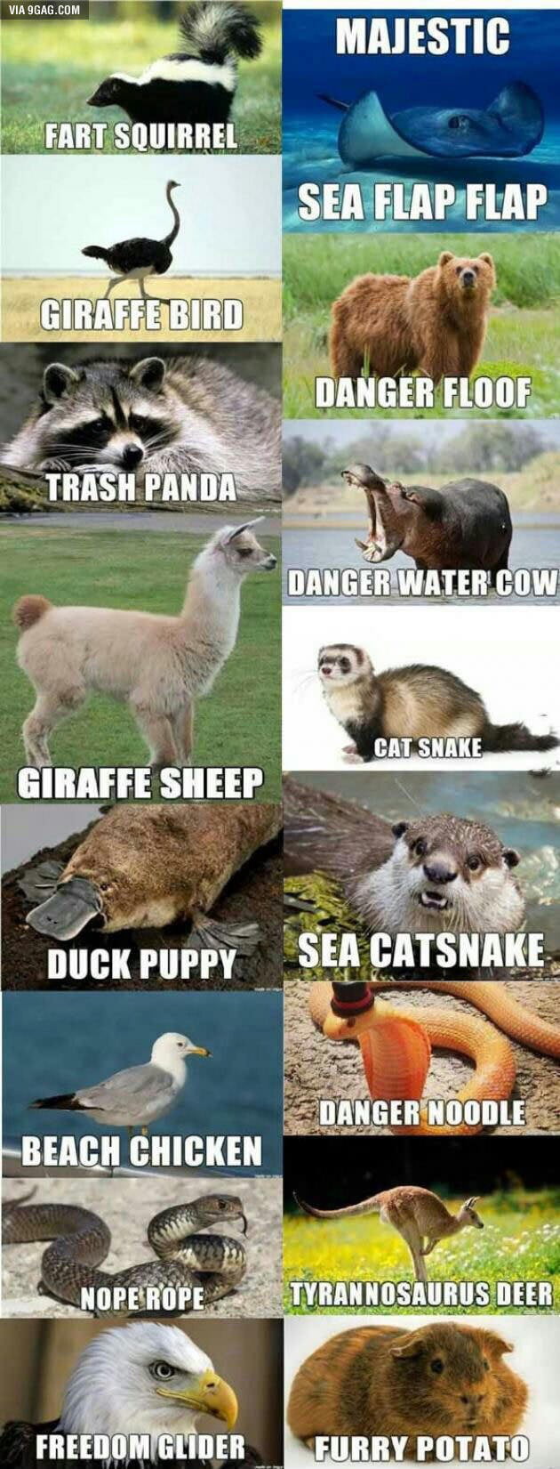 Alternate Names For Animals 9GAG