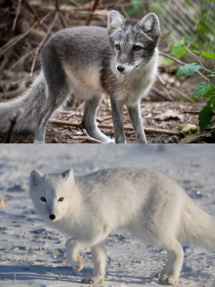 Arctic Fox change their coats in the summer and winter to blend in with