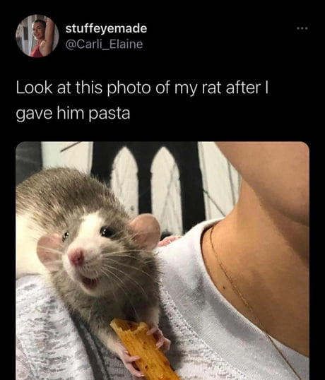 Had to get your guys opinion on this one when it came on my feed 😂 : r/RATS