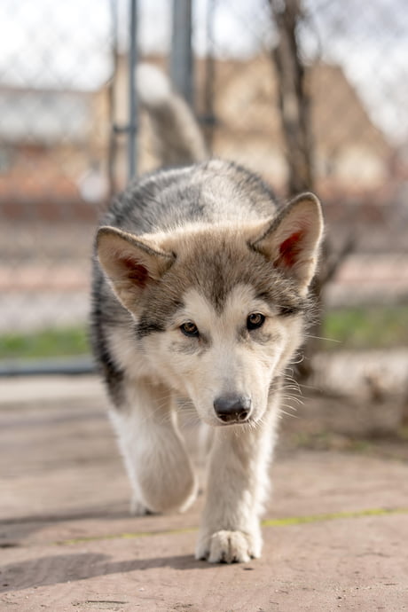 native american indian dog