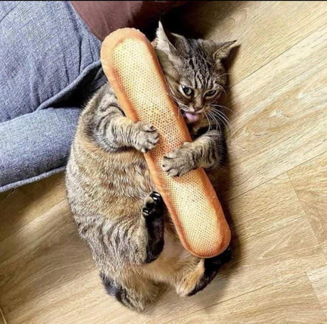 bread cat