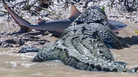 baby shark crocs