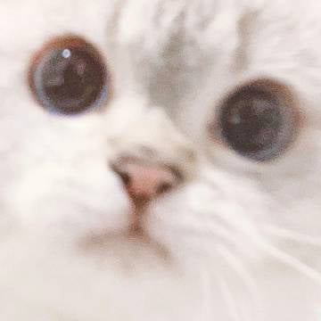 다양한 표정을 가진 고양이 | 인스티즈