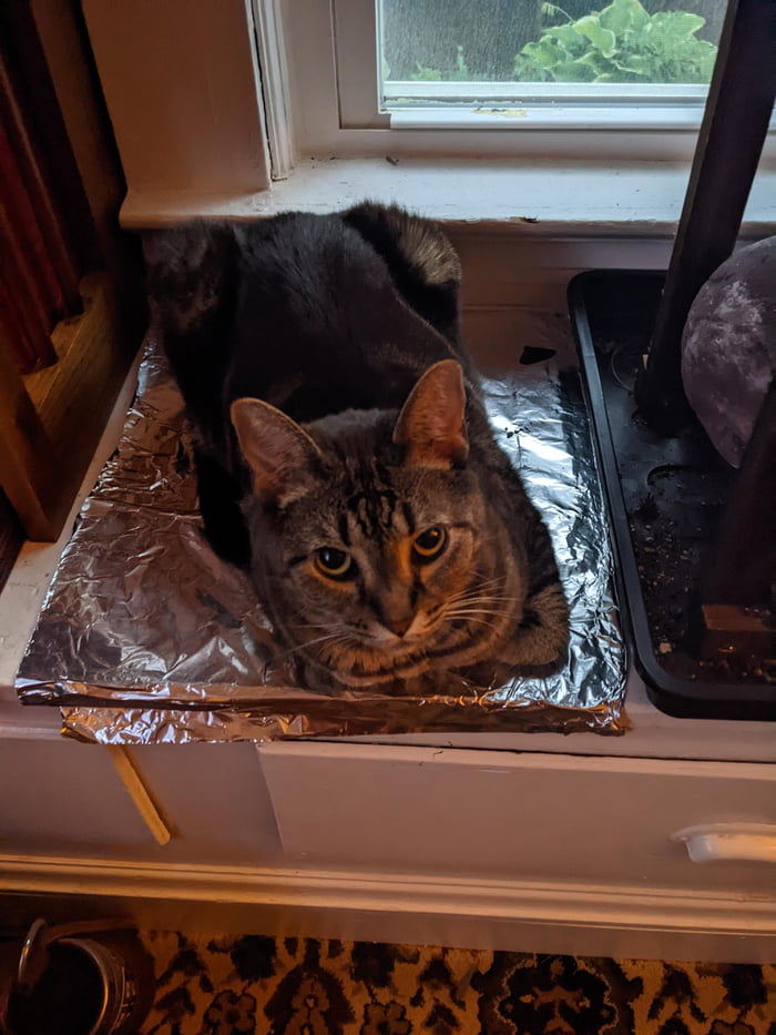 I've read that cats hate the feel of aluminum foil and refuse to walk
