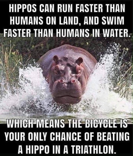 Fun fact about hippos