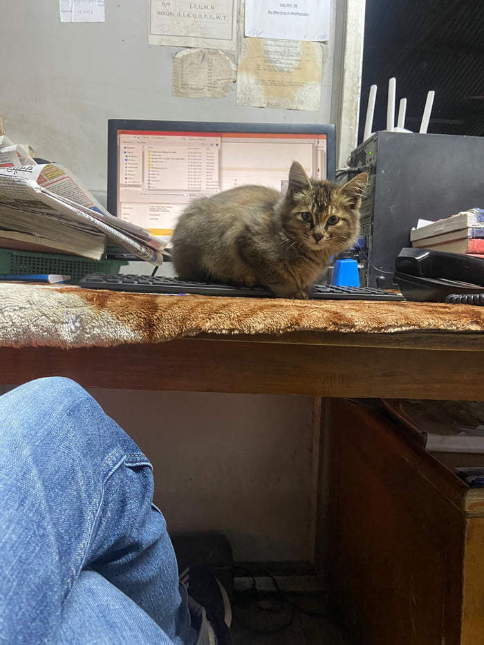 Pet.me.befote you work 9GAG