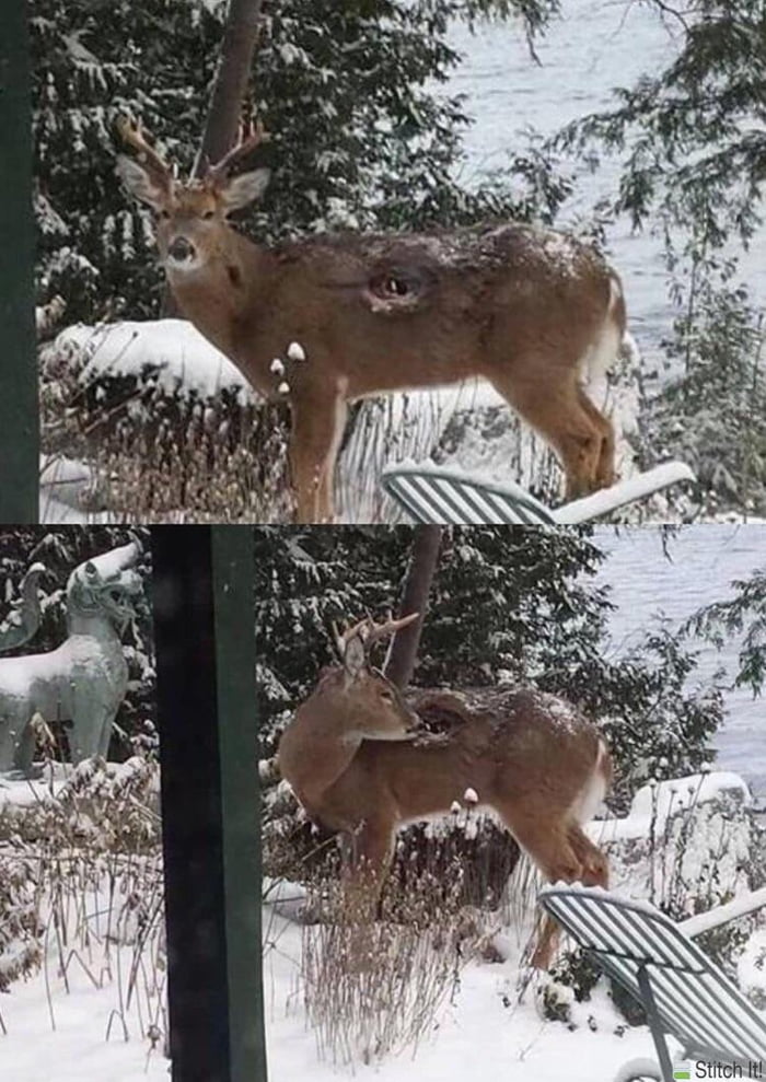 A deer that survived a gunshot wound