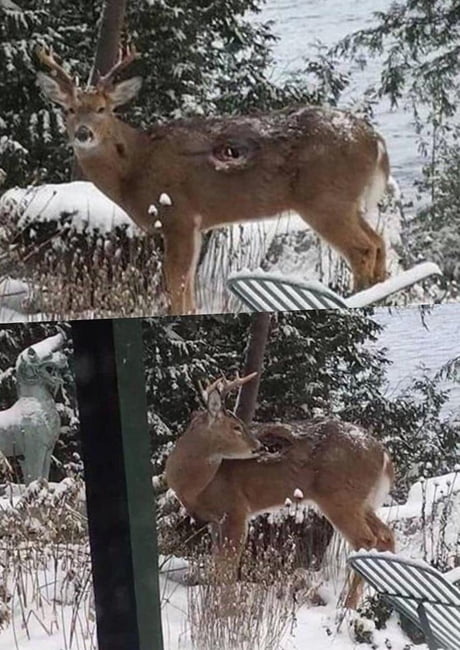 You know a deer is tough when it can walk around with a gunshot wound you can see through.