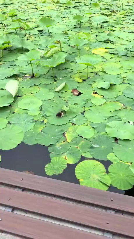 Duckling drinking water on a lotus leaf