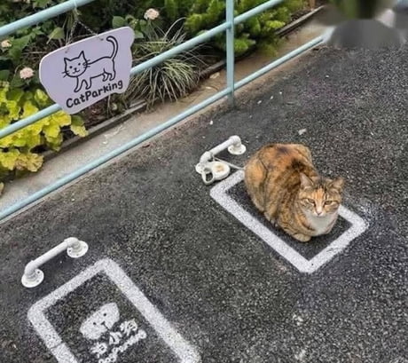 The cat understood the assignment