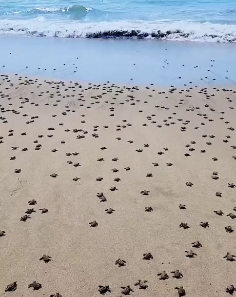 Baby turtles going home after a long day