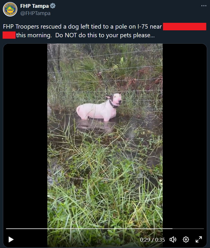 A POS tied their dog to a pole in the wake of Hurricane Milton, leaving ...