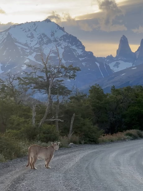It only took me six years to capture a puma with the Towers in the background and completely clear skies.