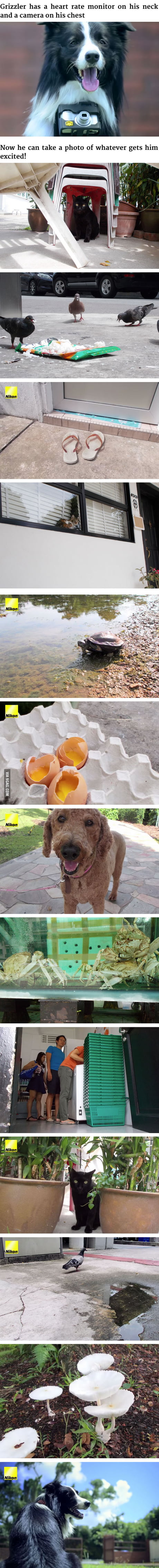 World S First Phodographer Dog Uses Heart Rate Monitor That Snaps Pics When He Gets Excited 9gag