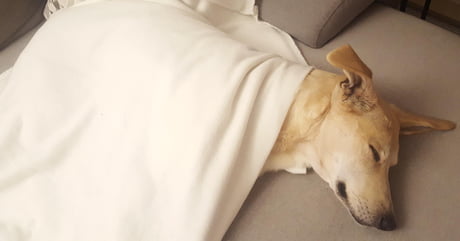 dog sleeping with blanket