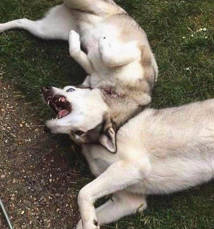 Husky? Huskies? CERBERUS?!