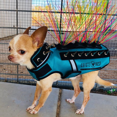 Dog sales punk vest